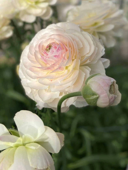 Ranunculus Romance™ Maritime