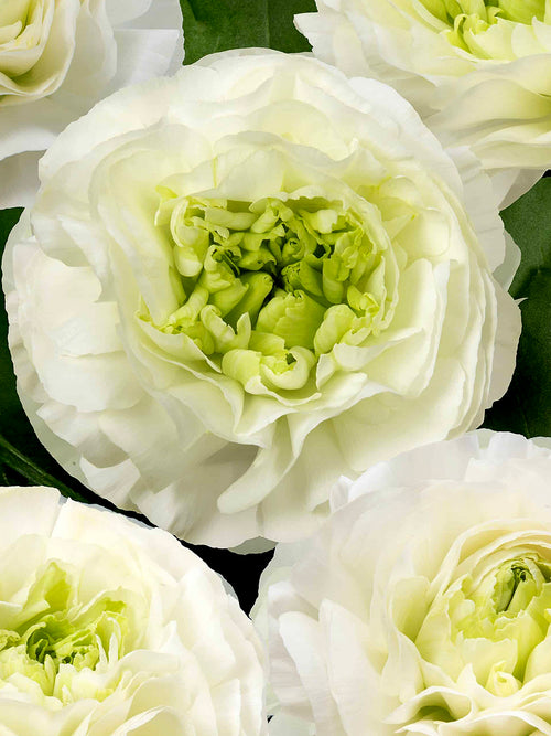 Elegant white ranunculus Montenvers® blooms