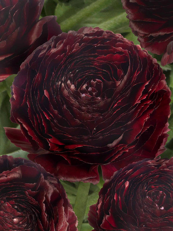 Velvety dark ranunculus Perigord® blooms