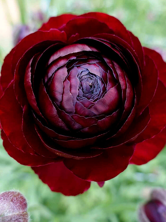 Ranunculus Romance Perigord® dark maroon flowers