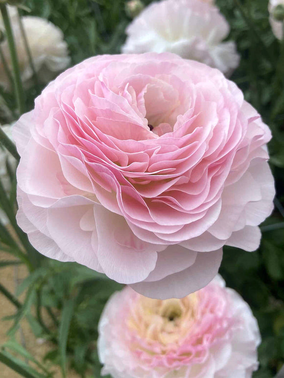 Ranunculus Romance™ Seine Corms, Delivery all over Europe