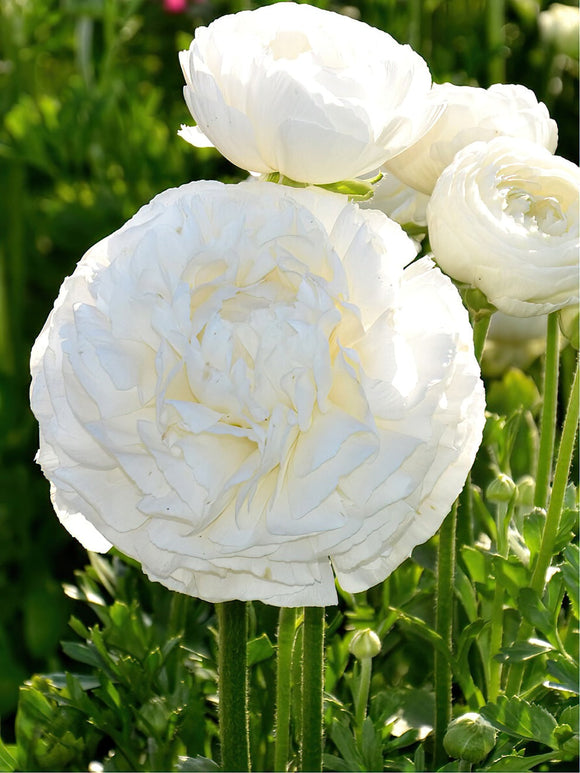 Ranunculus White fully layered bloom