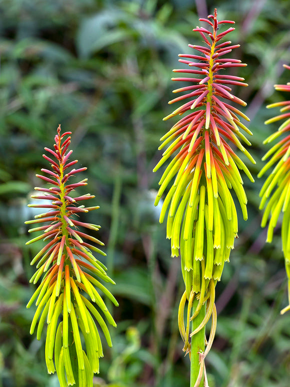 Red Hot Poker Rufa Rasta (Kniphofia)