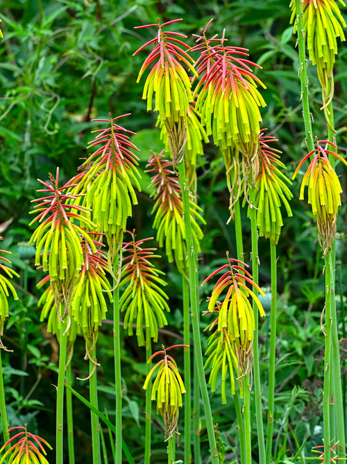 Red Hot Poker Rufa Rasta (Kniphofia)