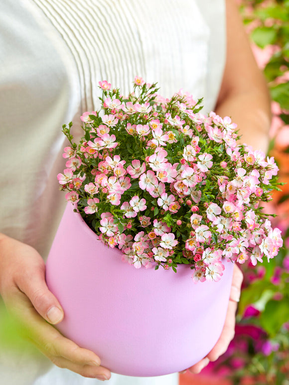 Soft pink and white Rosa Cutie Pie flowers in garden border