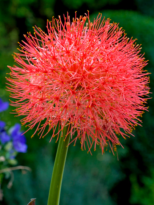 Scadoxus multiflorus