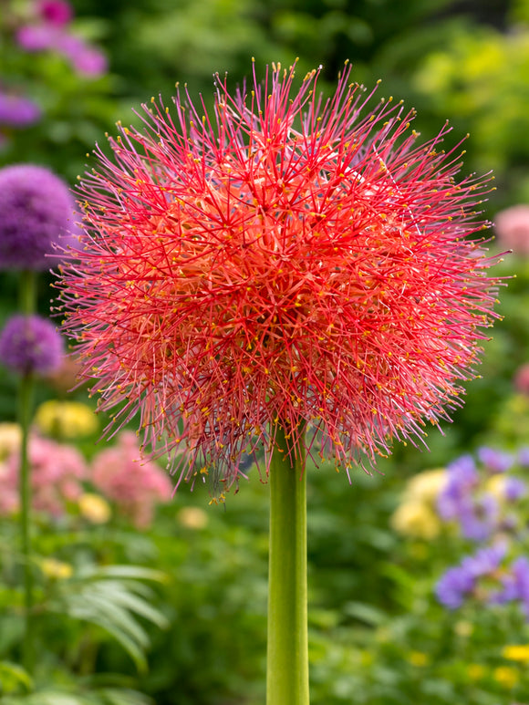 Blood Lily flower head