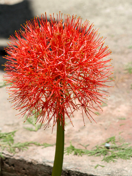 Scadoxus Multiflorus (Blood Lily)