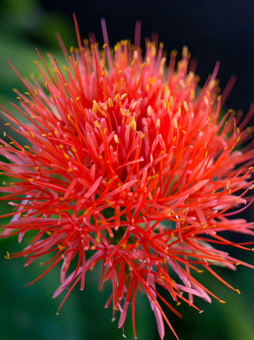 Scadoxus Multiflorus (Blood Lily) bulbs for spring planting