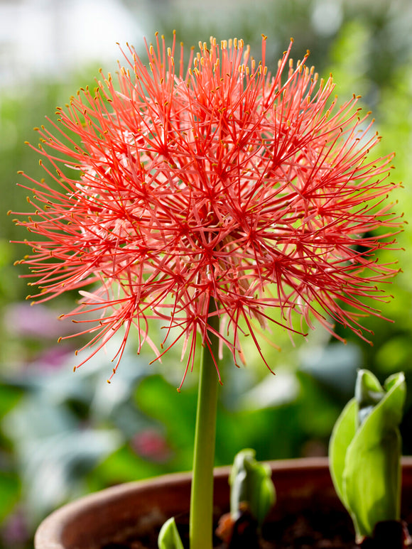 Scadoxus multiflorus with round red flower head above green leaves