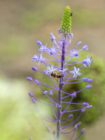 Scilla Hyacinthoides Blue Arrow