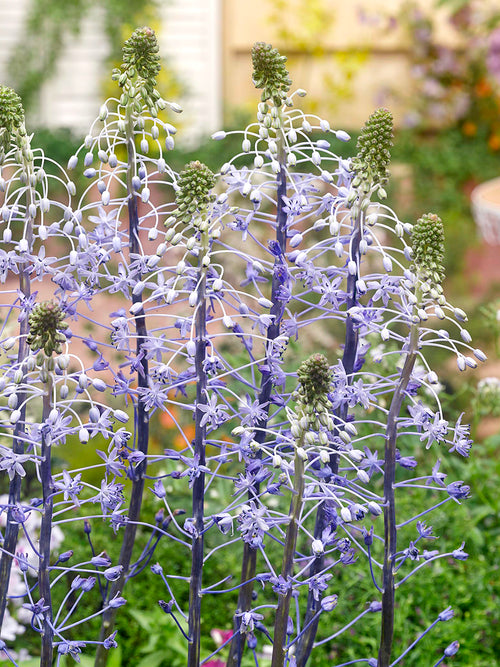 Buy Scilla Hyacinthoides Blue Arrow
