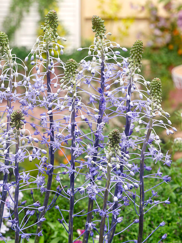 Buy Scilla Hyacinthoides Blue Arrow