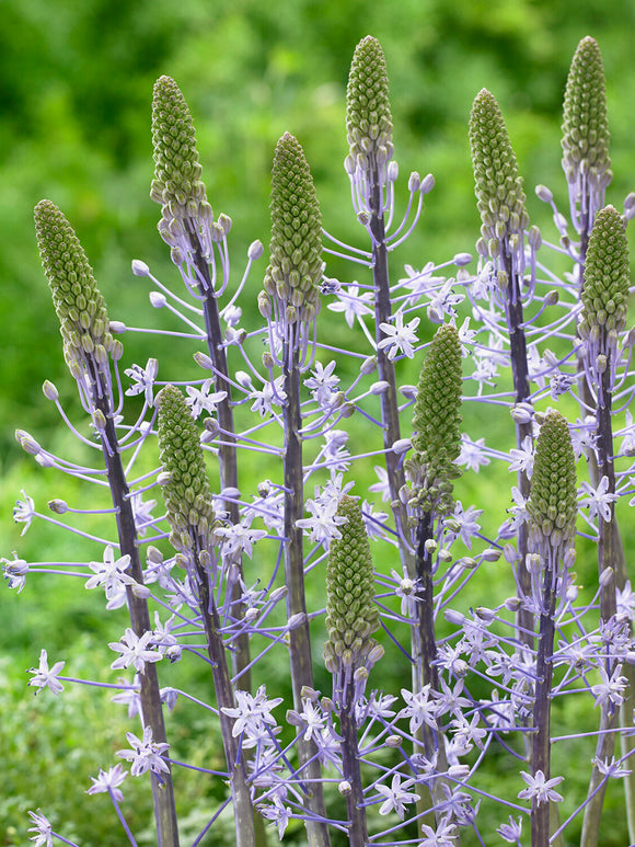 Scilla Hyacinthoides Blue Arrow