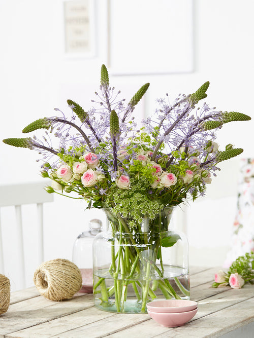 Scilla Hyacinthoides Blue Arrow