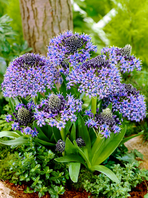 Scilla Peruviana