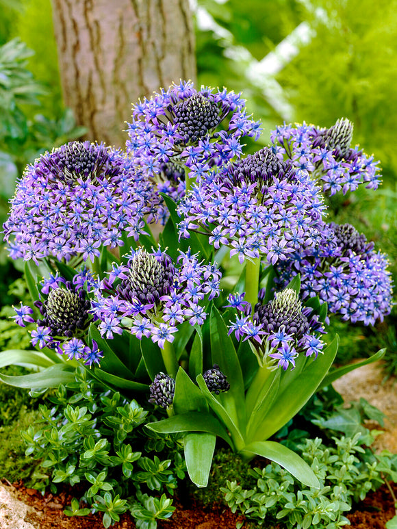Scilla Peruviana