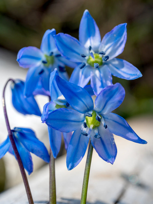 Scilla Siberica (Siberian Squill)