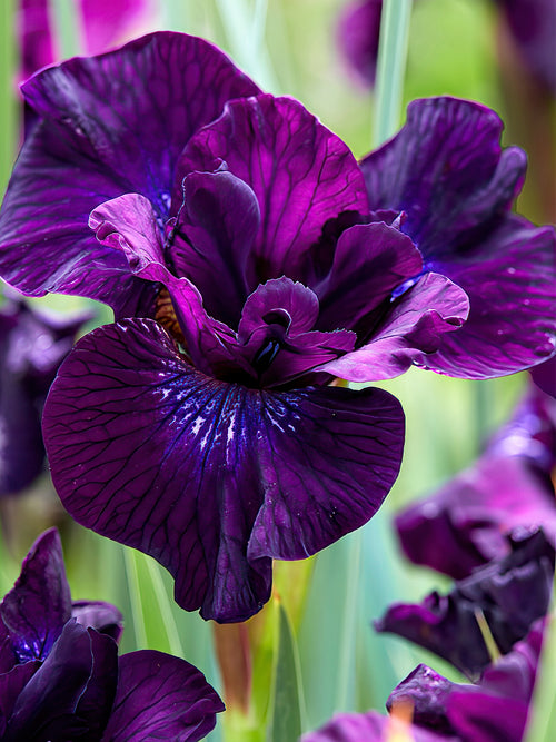 Iris Siberica Purplelicious EU shipping