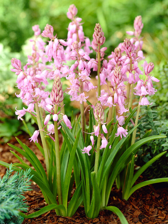 Spanish Bluebell Bulbs Dainty Maid Pink