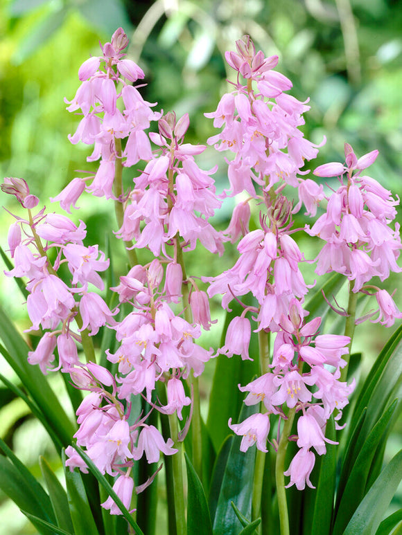 Spanish Bluebell Bulbs Dainty Maid Pink