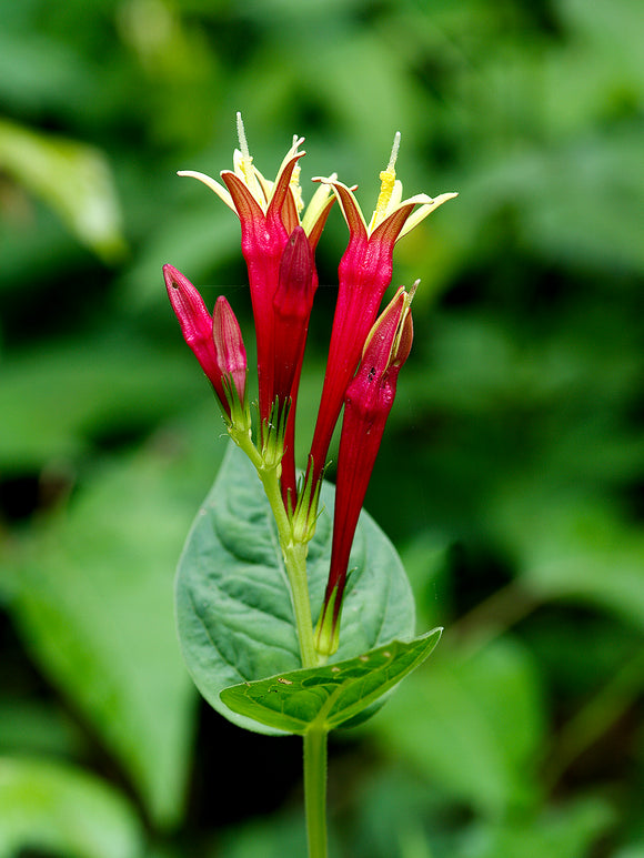 Spigelia marilandica 'Little Redhead' bare roots for spring delivery