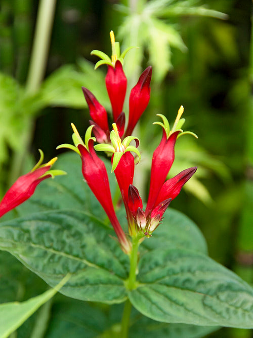 Indian Pink 'Little Redhead' with scarlet red flowers
