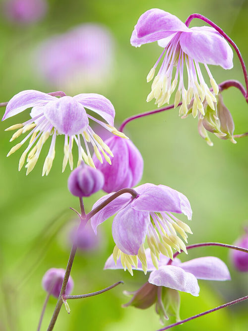 Thalictrum Delavayi (Meadow Rue) bare roots for spring planting