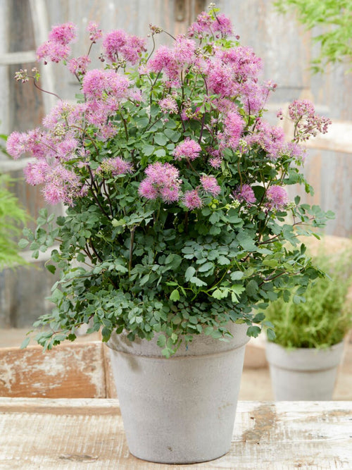 Buy Thalictrum My Little Favourite (Meadow Rue) Bare Roots