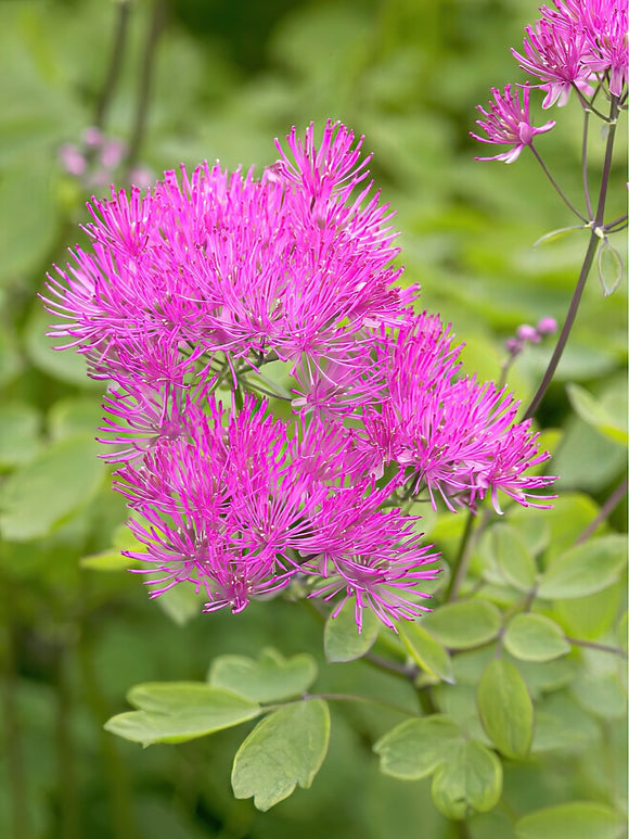 Thalictrum Thundercloud (Meadow Rue)