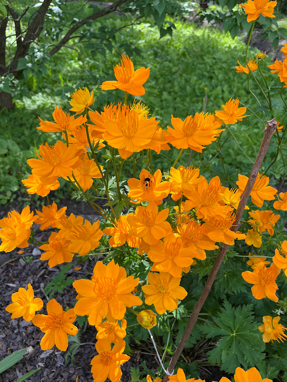 Buy Trollius chinensis Golden Queen (Globeflower) Bare Roots, delivery all over Europe