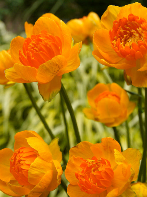 Trollius Orange Crest (Globeflower) Bare Roots