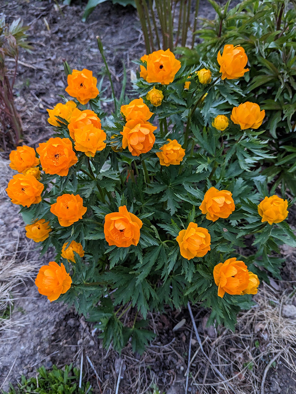 Buy Trollius Orange Crest (Globeflower) Bare Roots
