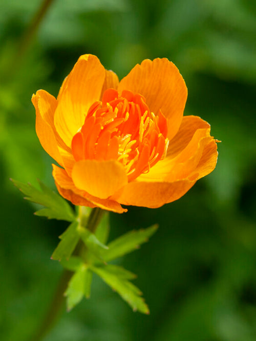 Trollius Orange Crest (Globeflower), Bare Roots, Delivery all over Europe