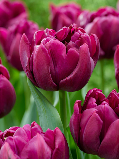 Deep plum double Tulip Alison Bradley