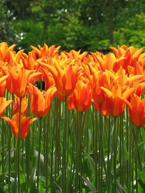 Tulip Orange Ballerina Flower Bulbs
