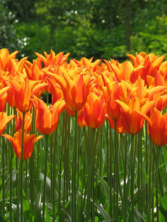 Tulip Orange Ballerina Flower Bulbs