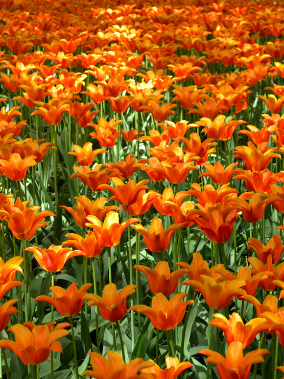 Tulip ballerina bulbs UK delivery