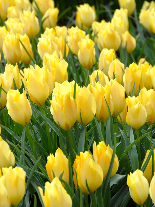 Tulip Battalini Bright Gem Bulbs