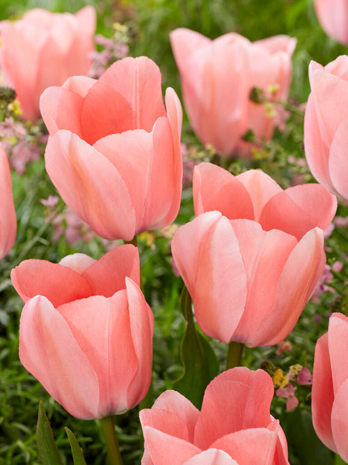 Buy Tulip Bella Blush bulbs