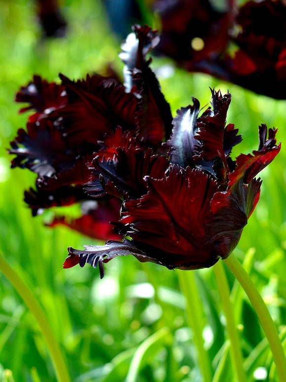 Tulip Black Parrot Bulbs - UK Delivery