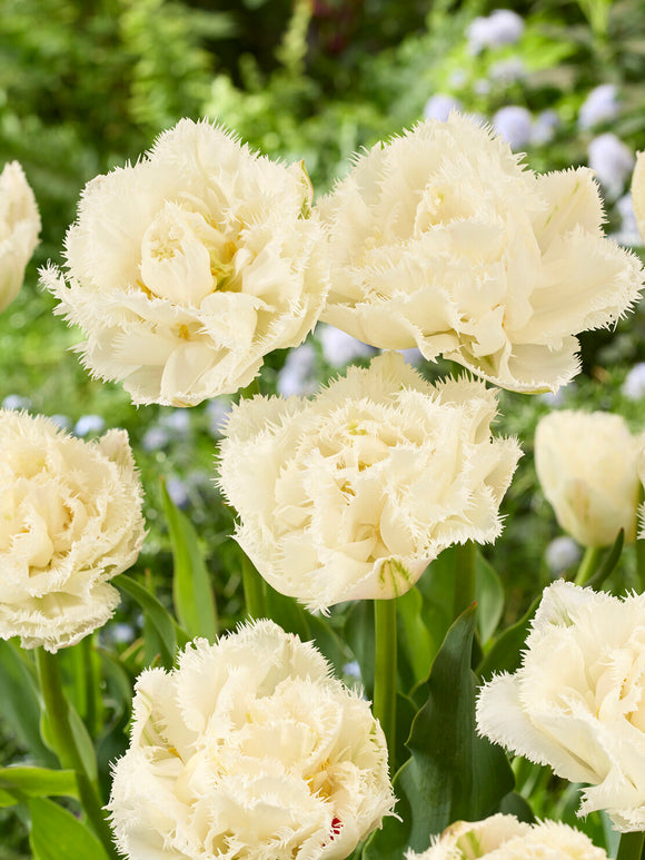 Buy Tulip Boot Camp bulbs
