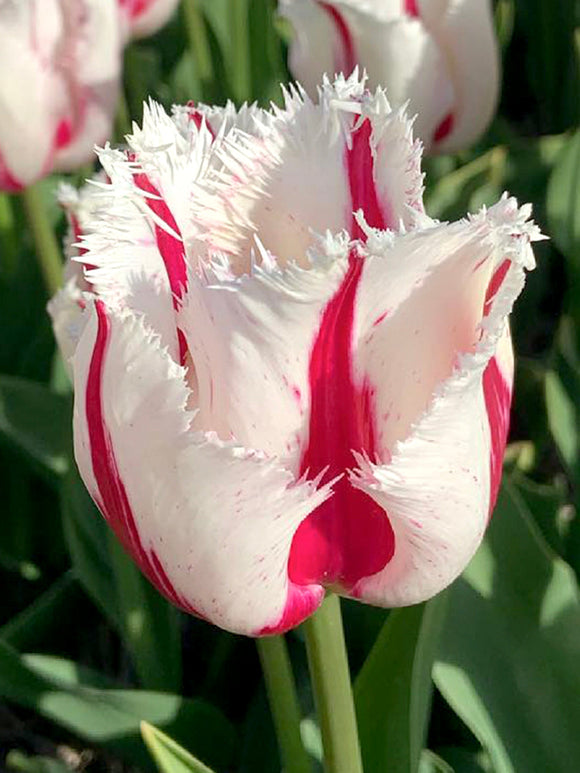 Tulip Burning Fire Bulbs