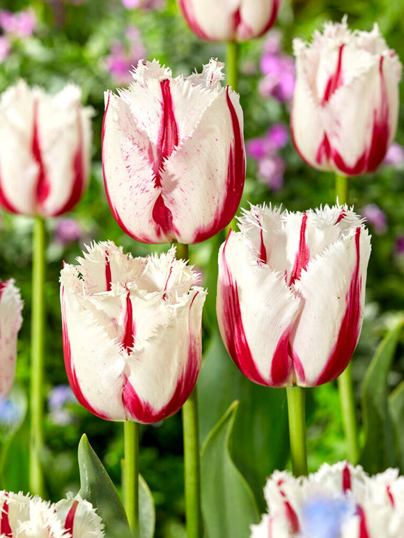Buy Tulip Burning Fire Bulbs