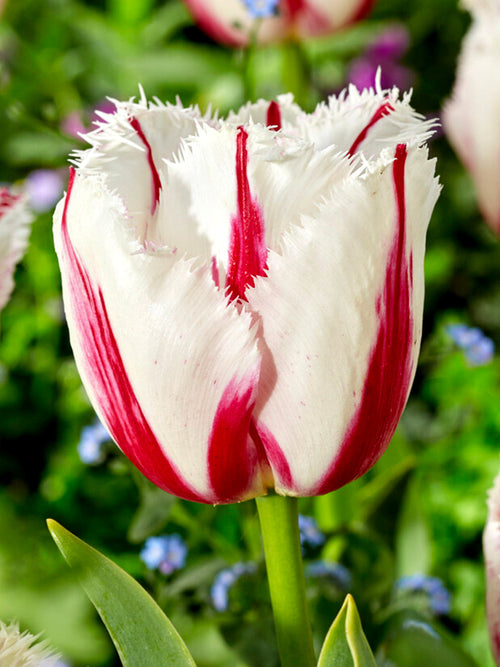 Buy Tulip Burning Fire Bulbs