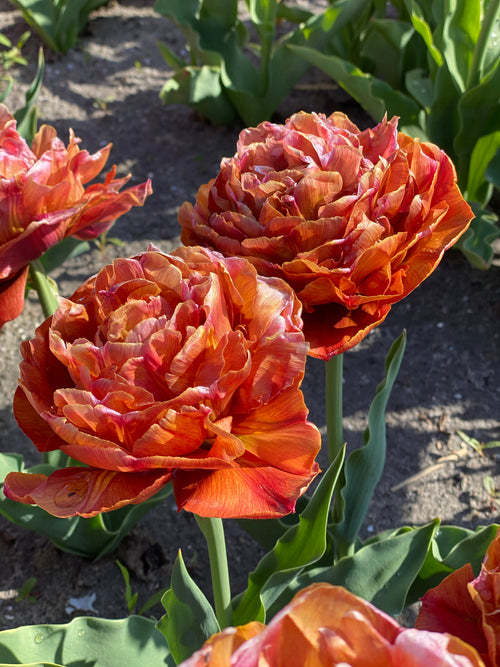 Tulip Caramel spring border planting