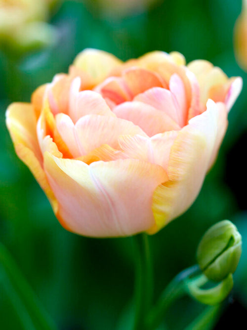 Tulip Bulbs Charming Beauty