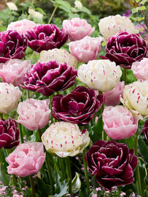 Tulip Velvet Morning Collection