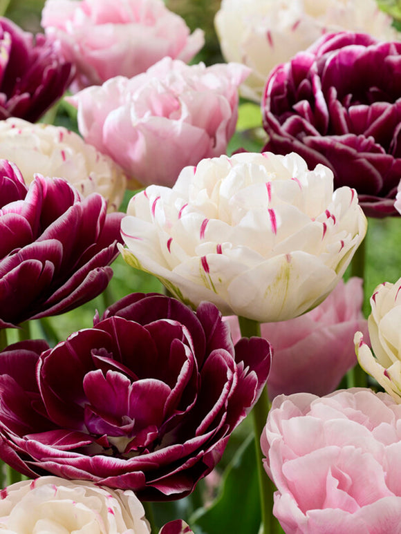 Tulip Velvet Morning Collection