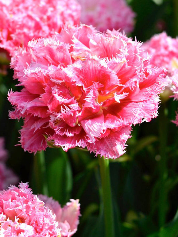 Exclusive Tulip Crispion Sweet - Fringed Peony Pink Tulips